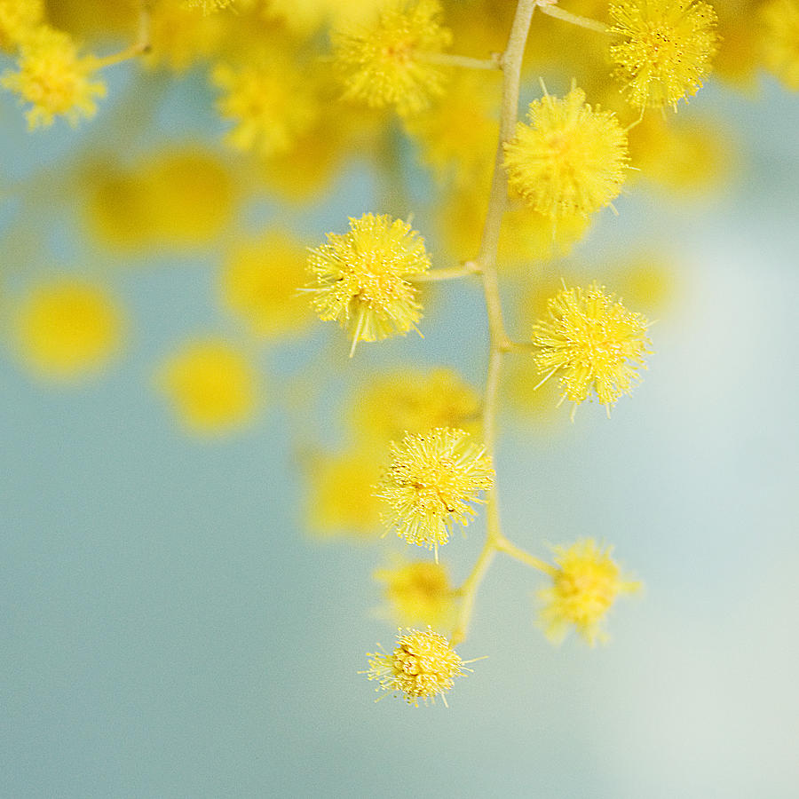 Mimosa flowers Photograph by C.Aranega