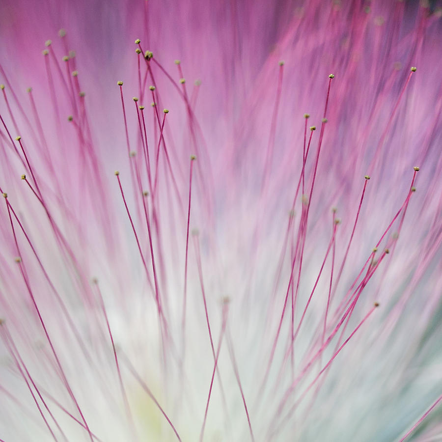 Mimosa Macro Photograph by Jim DeLillo