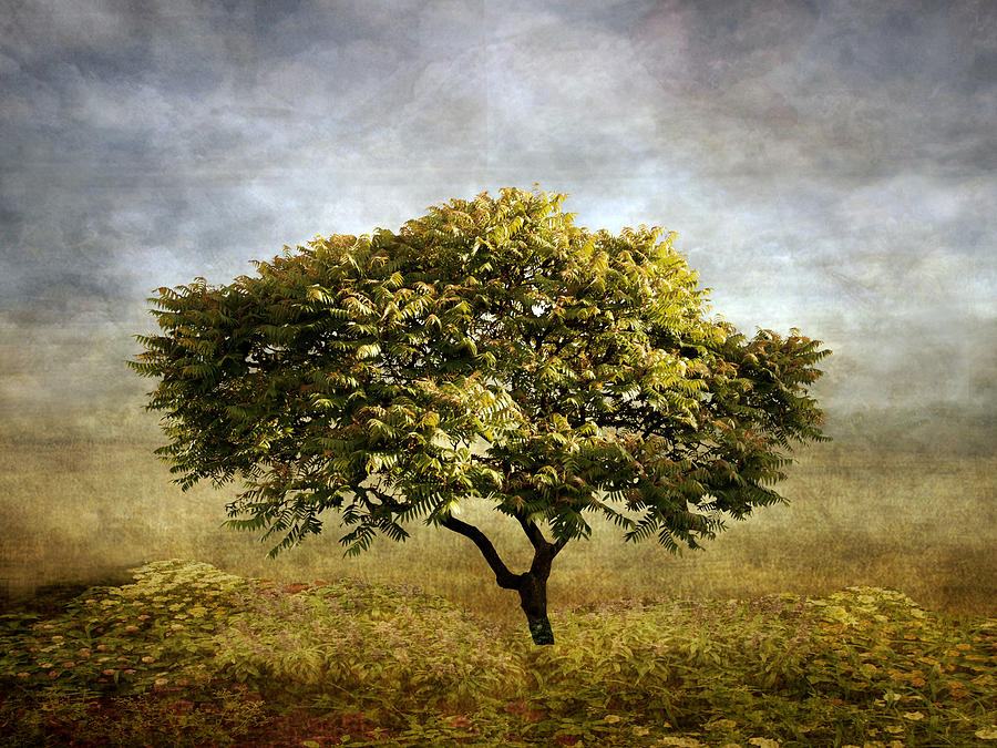 Nature Photograph - Mimosa Magic by Jessica Jenney