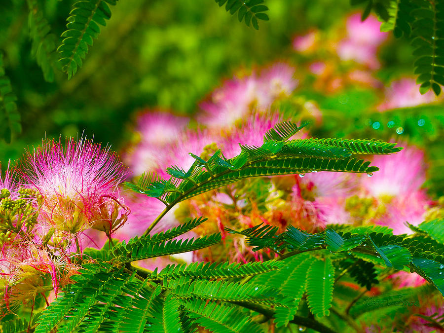 Mimosa - Morning Dew 1 Photograph by Robert J Sadler