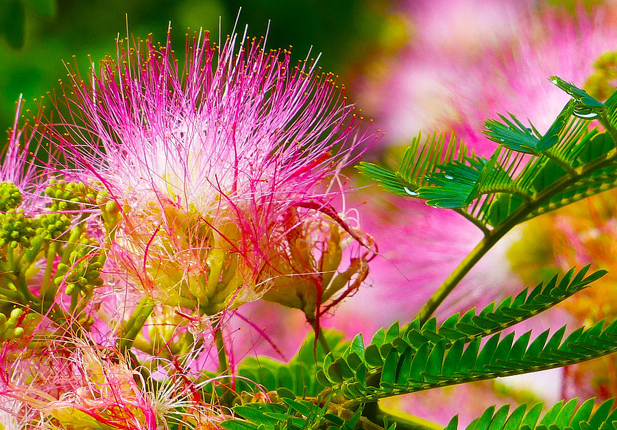 Mimosa - Morning Dew 2 Photograph by Robert J Sadler