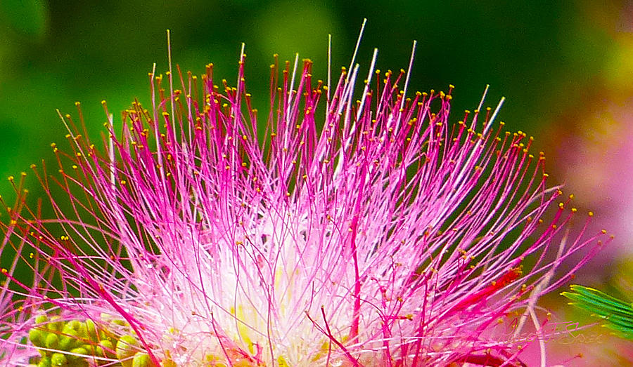 Mimosa - Morning Dew 3 Photograph by Robert J Sadler