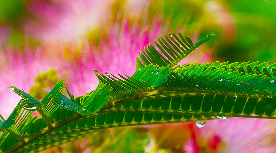 Mimosa - Morning Dew 4 Photograph by Robert J Sadler