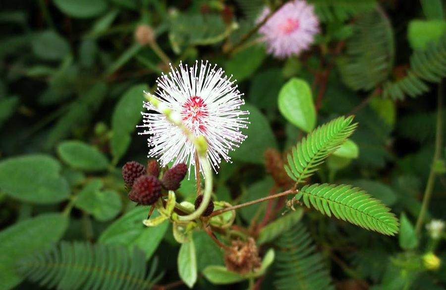 Flowers Still Life Photograph - Mimosa pudica by Sudeshna Moharana