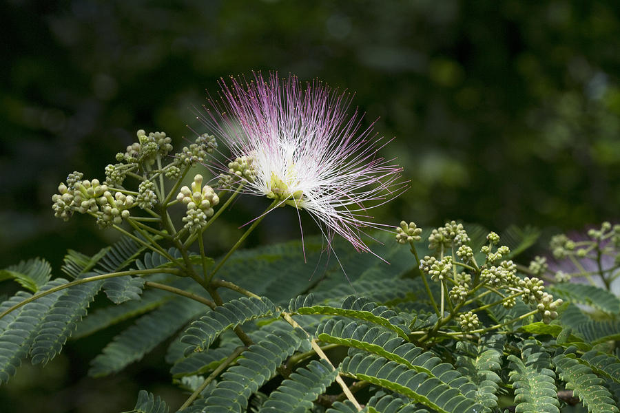 Mimosa Silk Tree Blossom Photograph by Kathy Clark