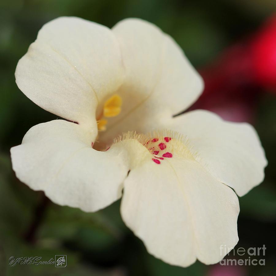 Mimulus from the Magic Rainbow Mix Photograph by J McCombie
