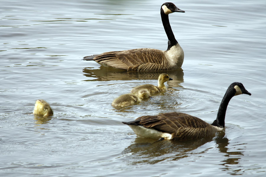 Goose Photograph - Mind of his own. by Valerie Wolf Goose Photograph - Mind of his own. by Valerie Wolf
