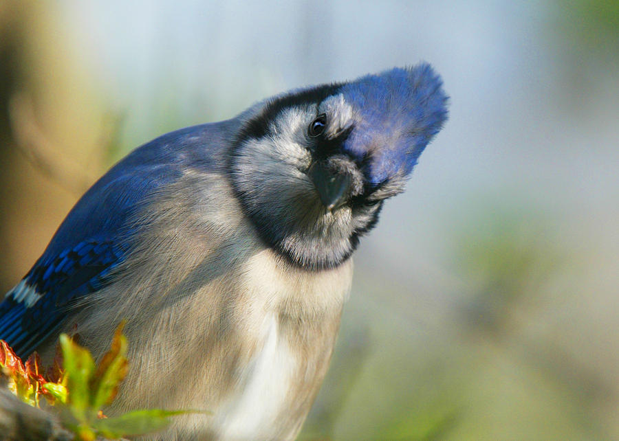 Blue Jay Photograph - Mind of the Jay by Diane Porter