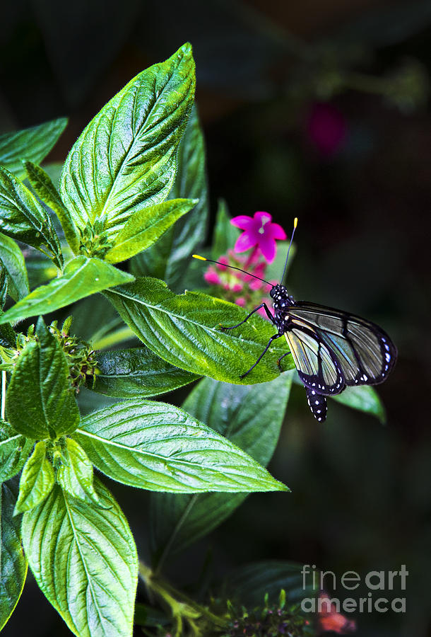 Mindo Ecuador Butterfly Hanging Around Photograph by Al Bourassa