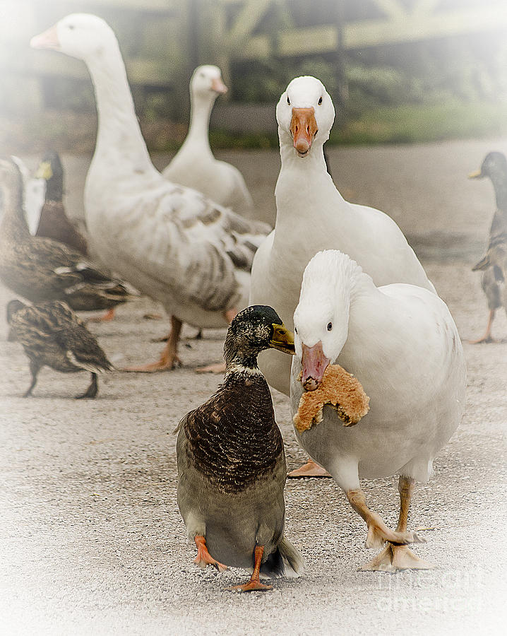 Geese Photograph - Mine 4 by Linsey Williams