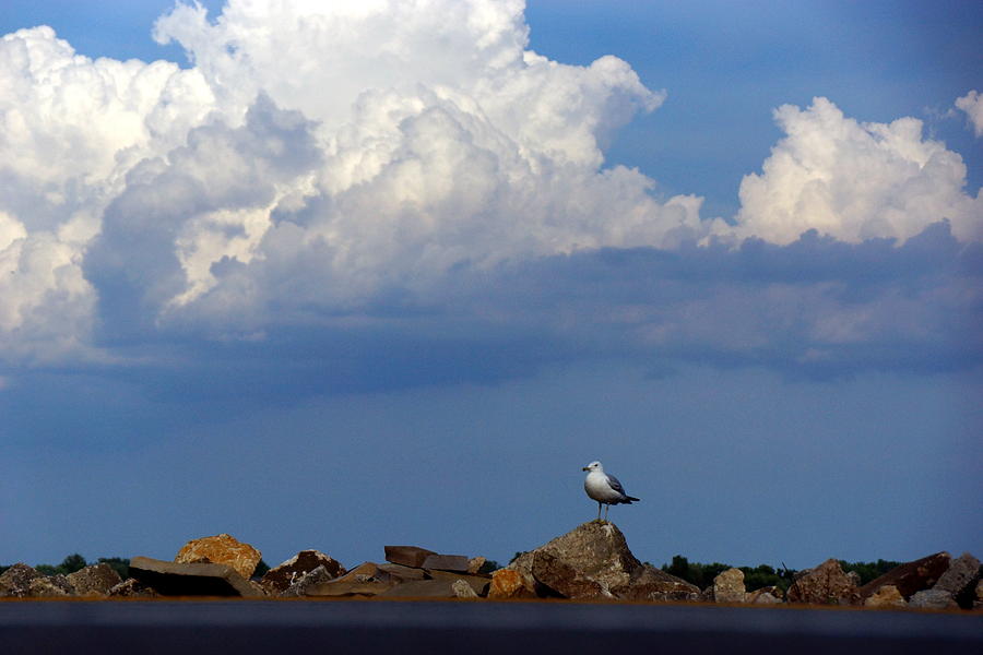 Seagull Photograph - Mine All Mine by Randy Shellenbarger