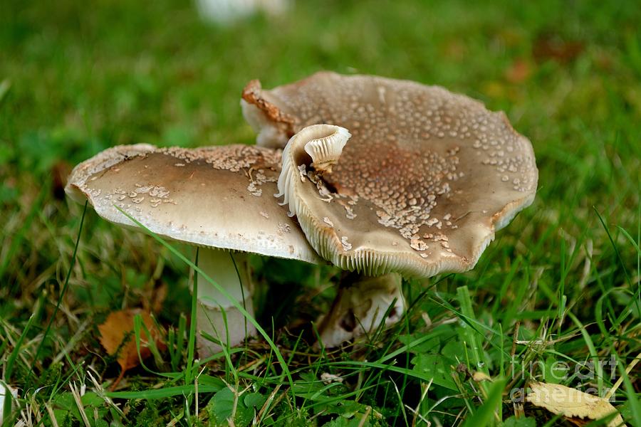 Mingling Mushrooms Photograph by Scott Lyons