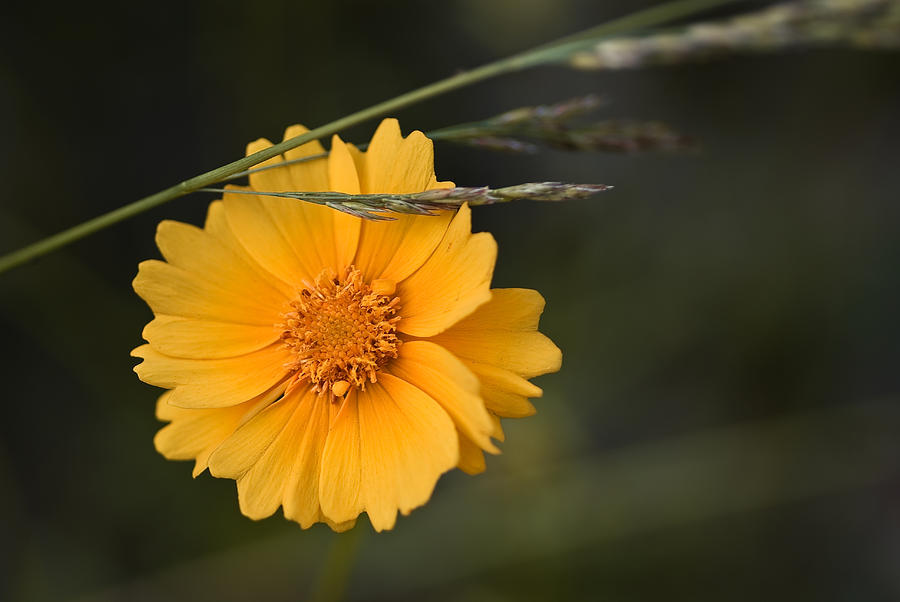 Flower Photograph - Mingling by Samantha Eisenhauer