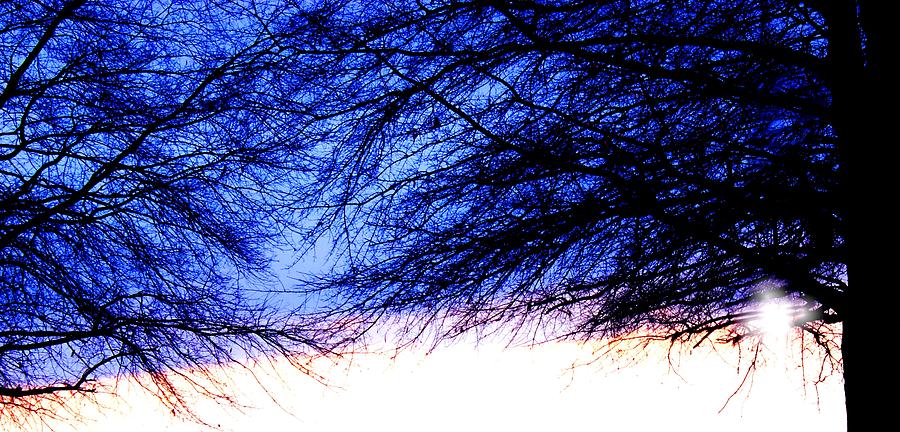 Mingling Trees Photograph by Morgan Carter