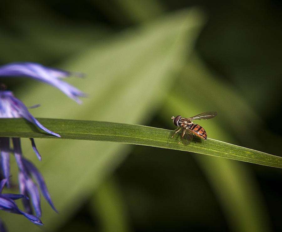 Mini Bee Photograph by Andy Smetzer