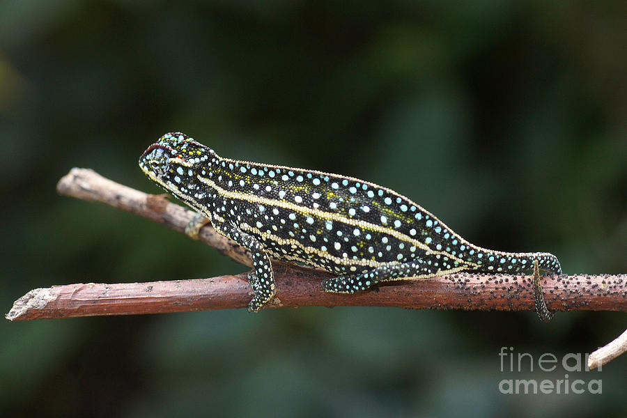 mini chameleon from Madagascar 17 Photograph by Rudi Prott