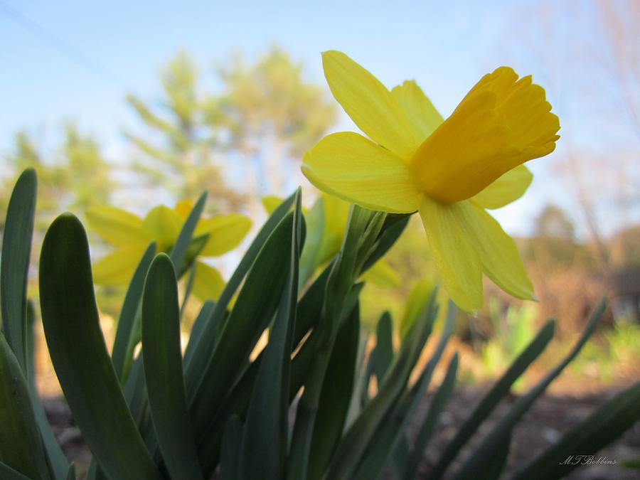 Spring Photograph - Mini Daffodils by MTBobbins Photography