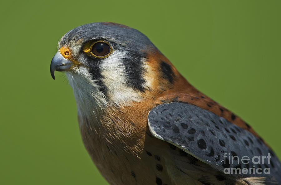 Mini Falcon... Photograph by Nina Stavlund