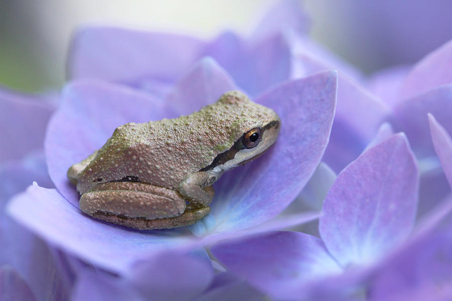 Nature Photograph - Mini Frog on Hydrangea Flower  by Jennie Marie Schell