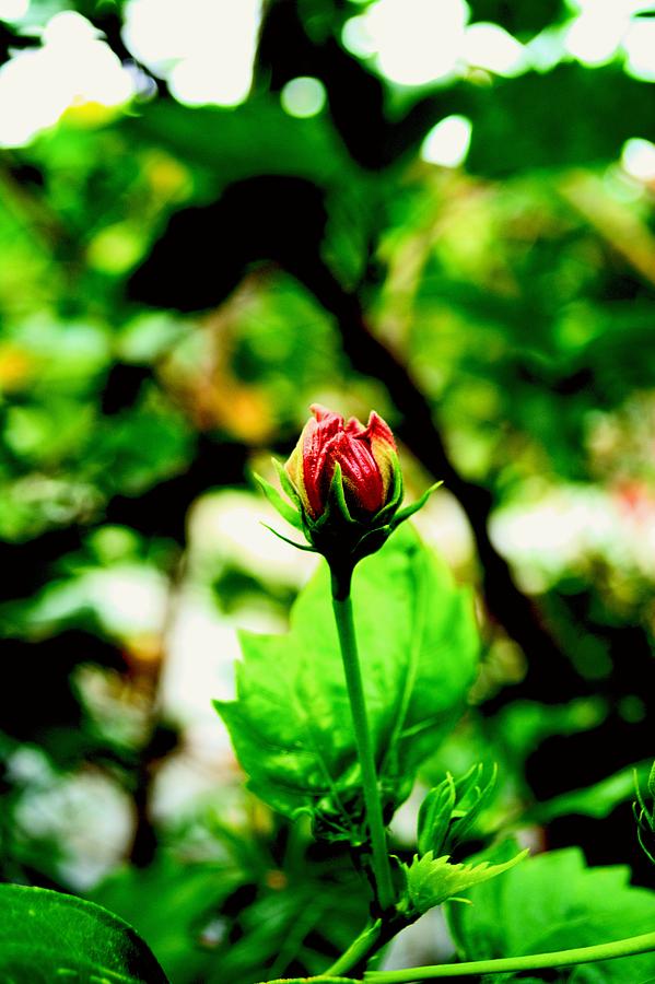 Nature Photograph - Mini hibiscus getting ready to blossom by Siti  Syuhada