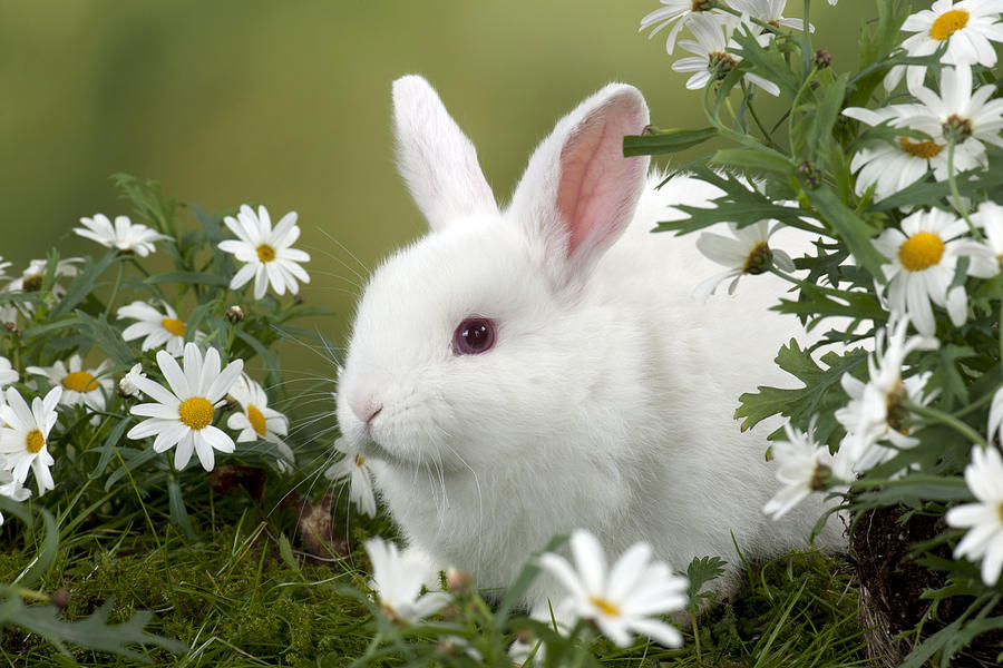 Mini Ivory Satin Rabbit Photograph by John Daniels
