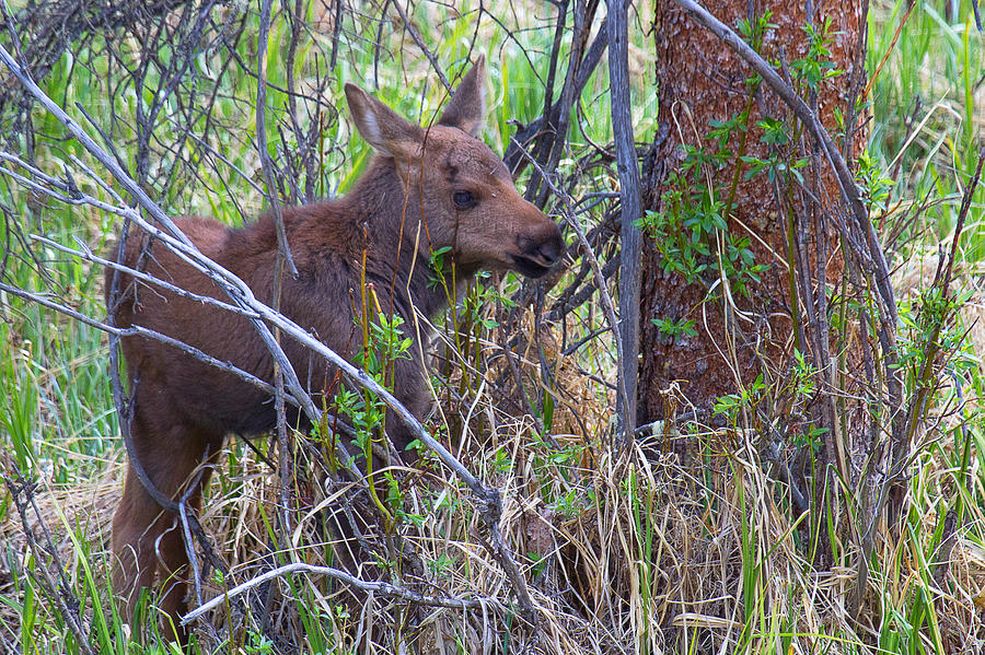 Mini Moose Photograph by Jim Garrison