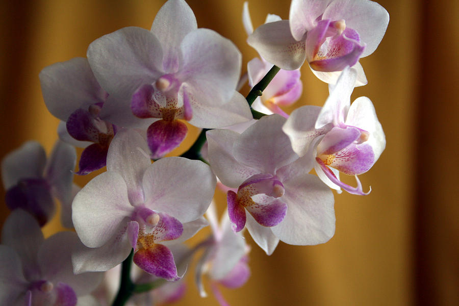 Mini Orchids 12 Photograph by Marna Edwards Flavell