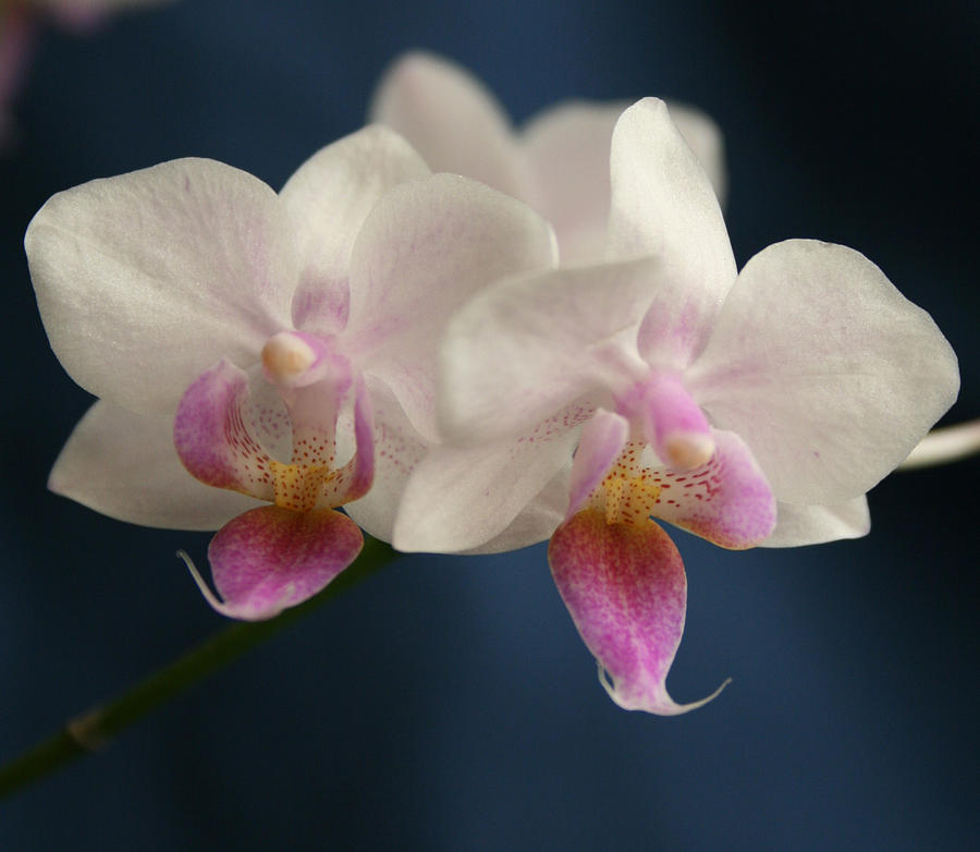 Mini Orchids 2 Photograph by Marna Edwards Flavell