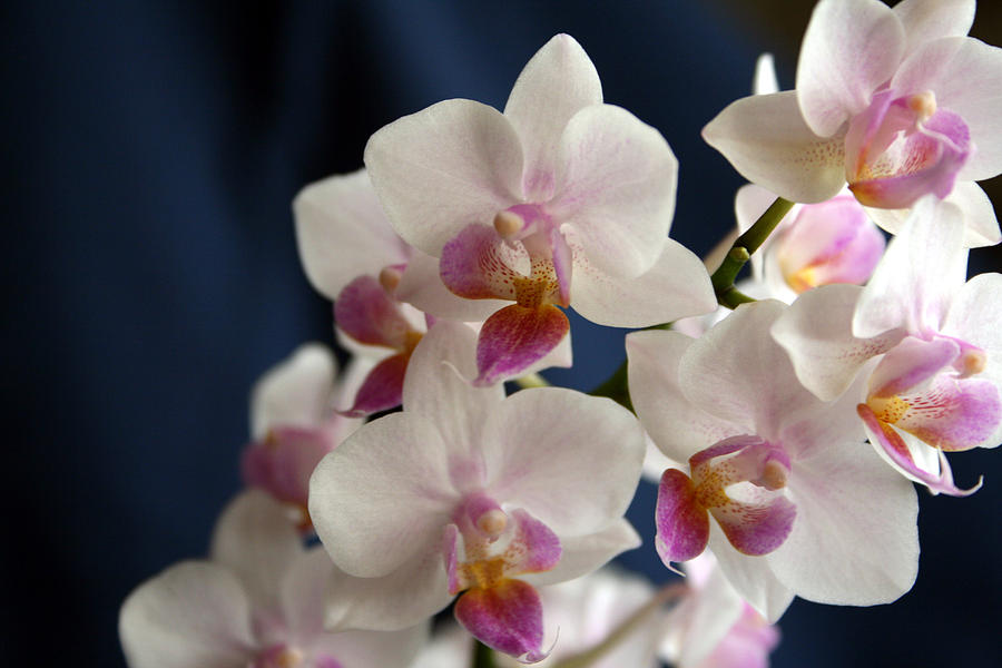 Mini Orchids 3 Photograph by Marna Edwards Flavell
