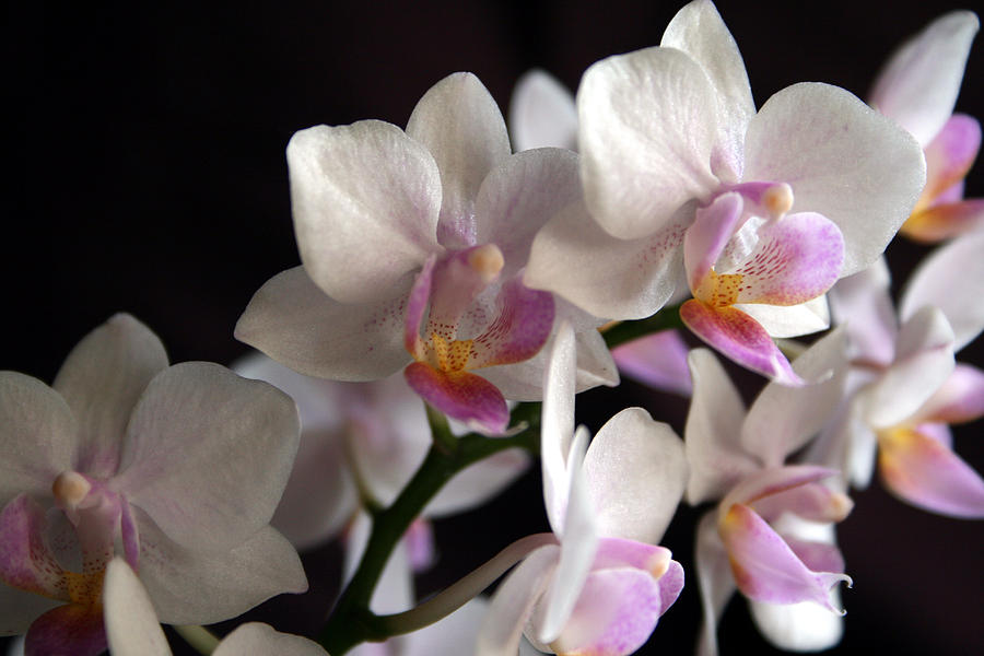 Mini Orchids 5 Photograph by Marna Edwards Flavell