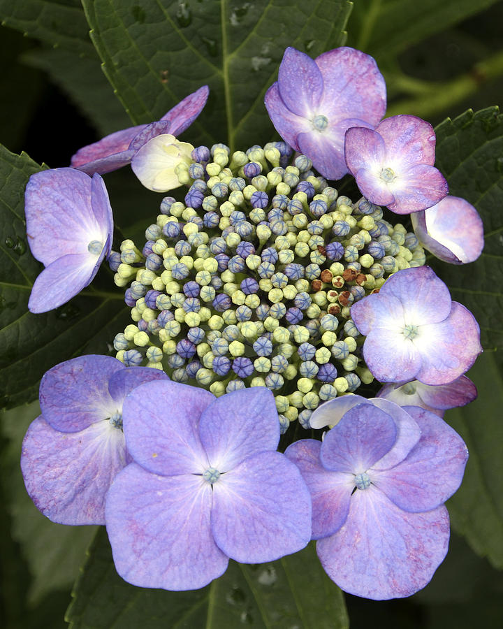 Purple Flowers With Mini Pods Photograph By Bob Slitzan - Fine Art America