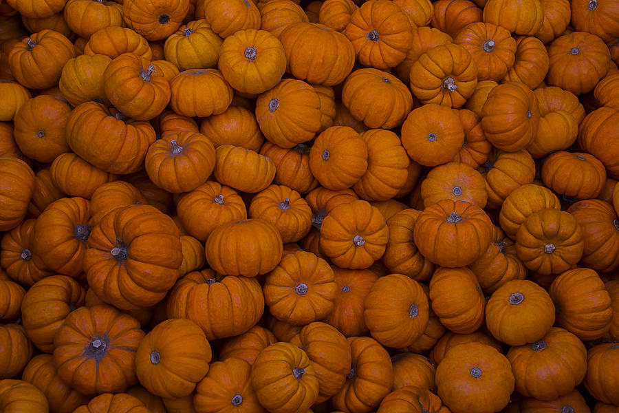 Mini Pumpkins Photograph by Garry Gay