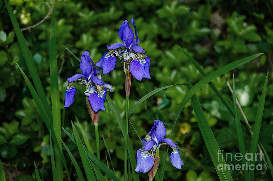 Mini-Purple Iris Photograph by Paul Mashburn