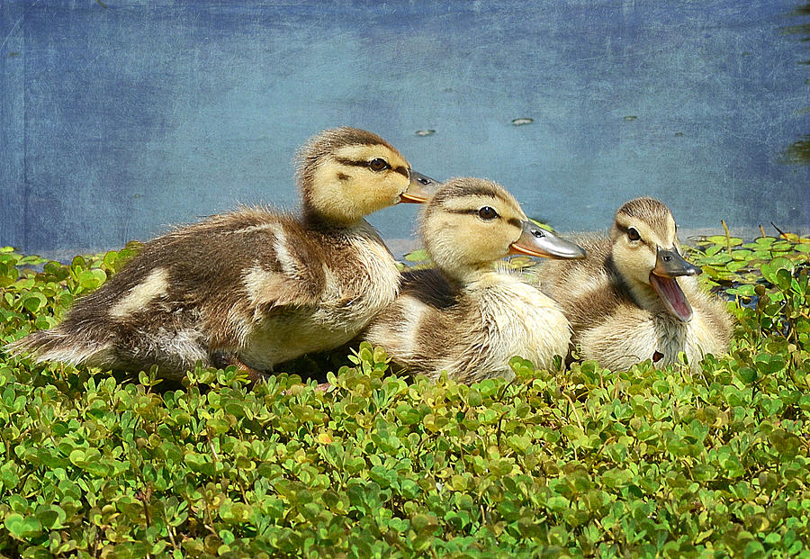 Wildlife Photograph - Mini Quackers 2 by Fraida Gutovich