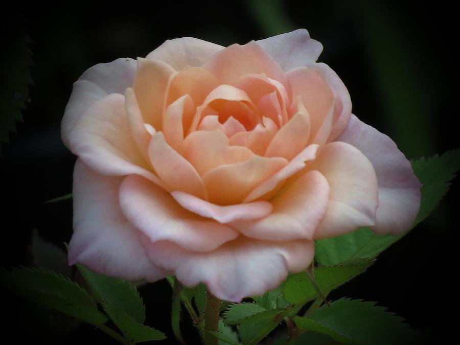 Mini Rose Photograph by MTBobbins Photography