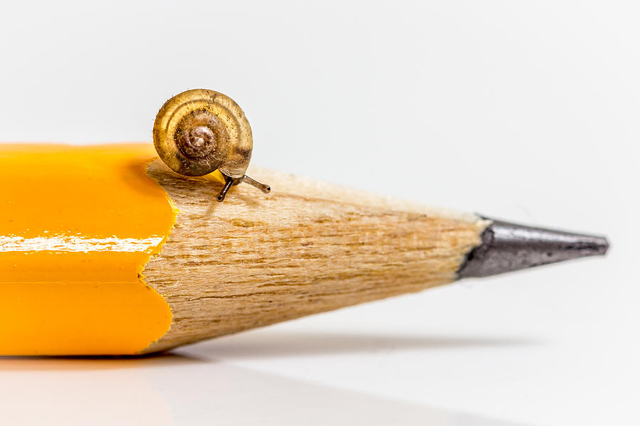 Mini Snail. Photograph by Gary Gillette