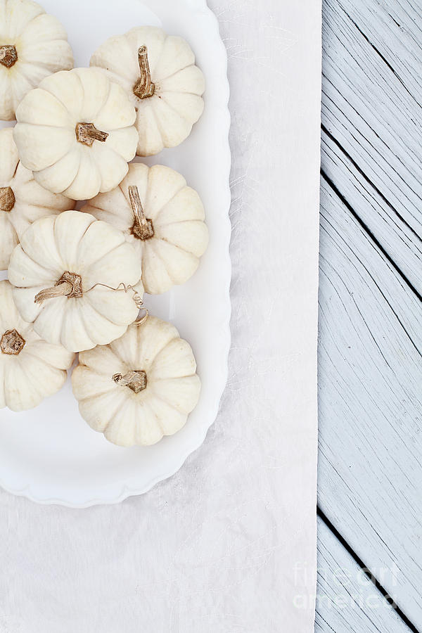 Mini White Pumpkins Photograph by Stephanie Frey