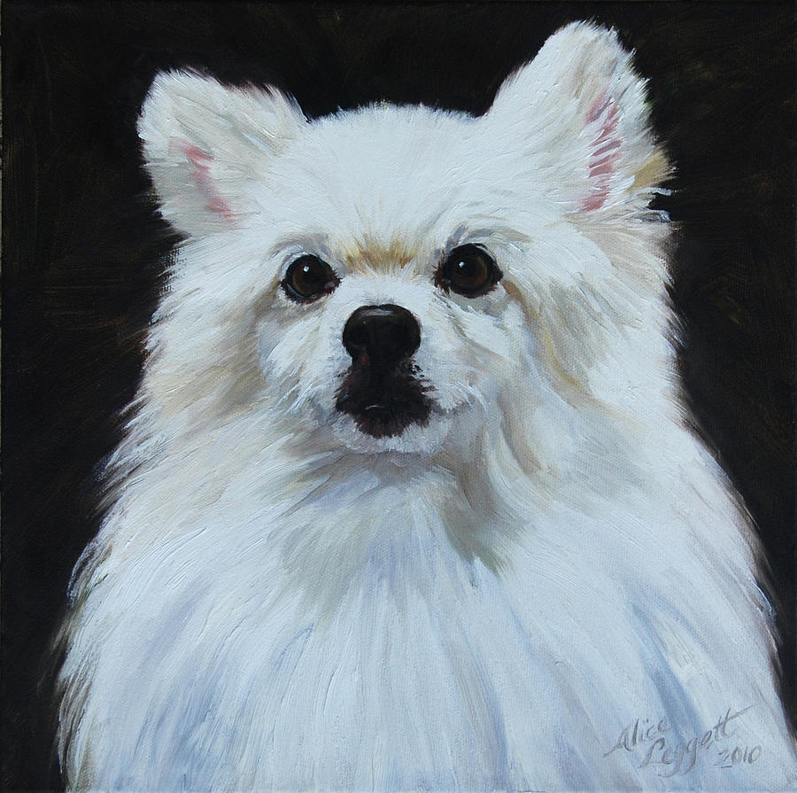 Miniature American Eskimo Dog Painting by Alice Leggett