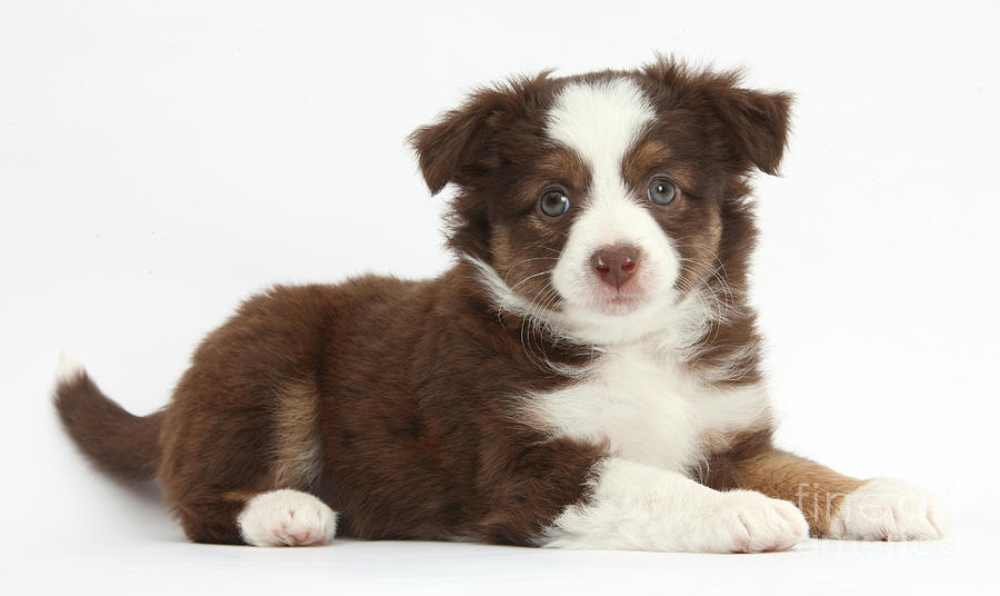 Nature Photograph - Miniature American Shepherd Puppies by Mark Taylor