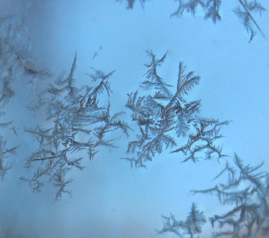Winter Photograph - Miniature Beauty by Candice Trimble