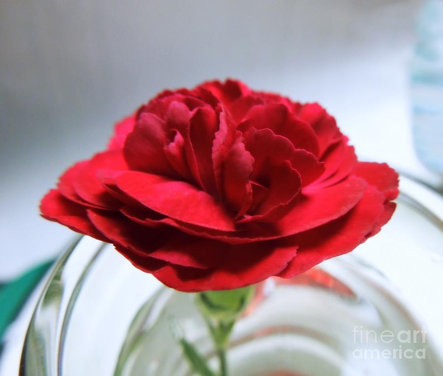 Miniature Carnation Photograph by Renee Trenholm
