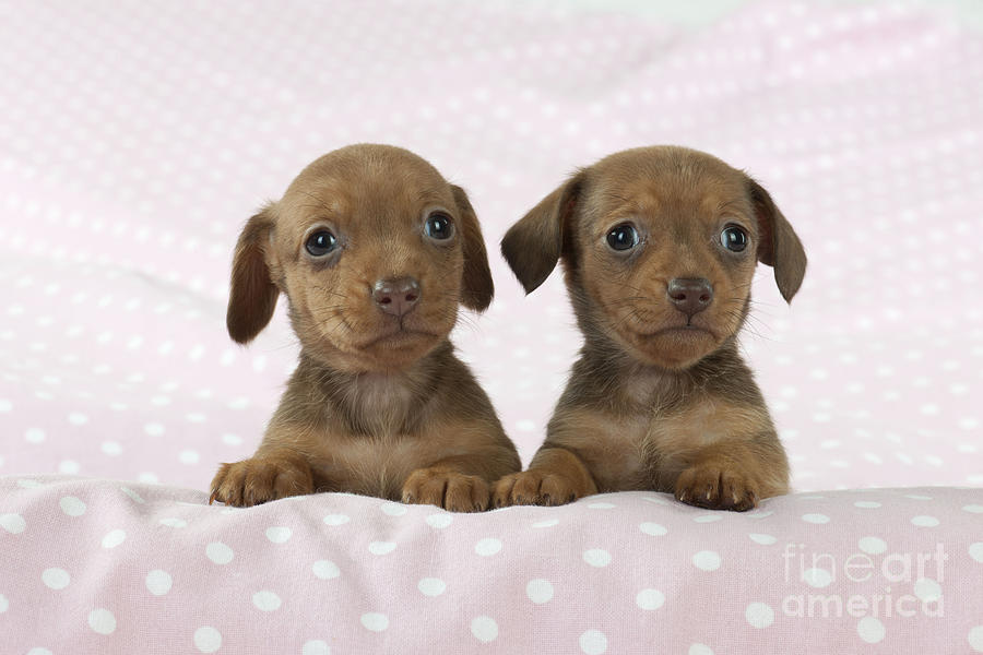 Miniature Dachshund Puppies Photograph by John Daniels