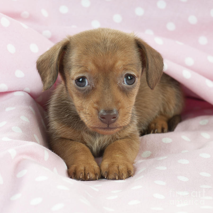 Miniature Dachshund Puppy Photograph by John Daniels