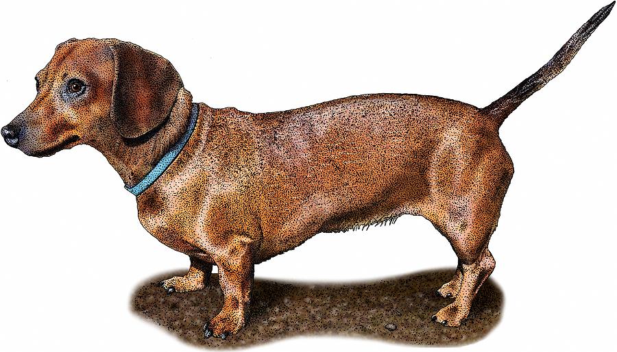 Miniature Dachshund Photograph by Roger Hall