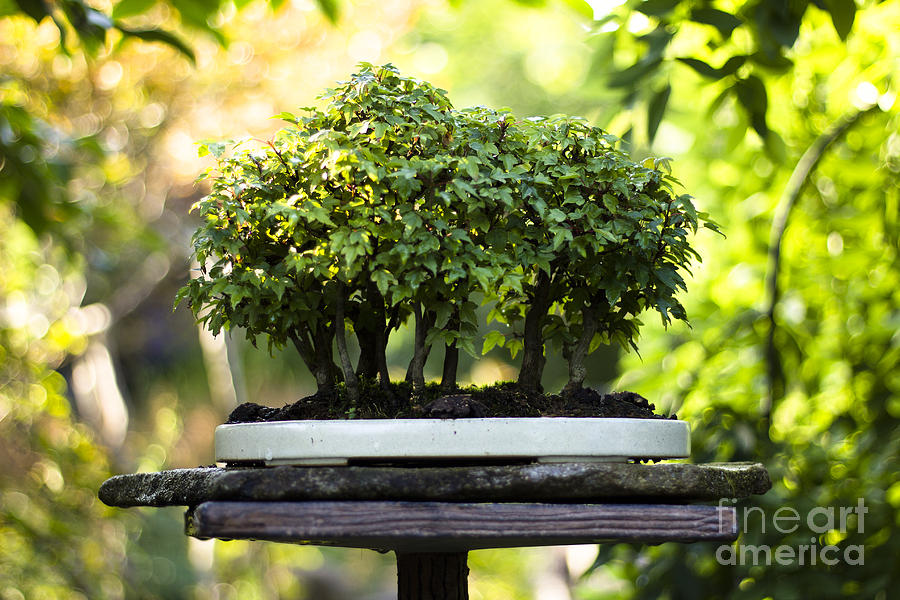 Miniature Green Forest Bonsai Photograph by Beverly Claire Kaiya