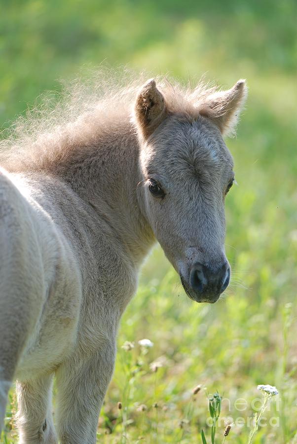 MIniature Horse Filly Photograph by Amy Porter MIniature Horse Filly Photograph by Amy Porter