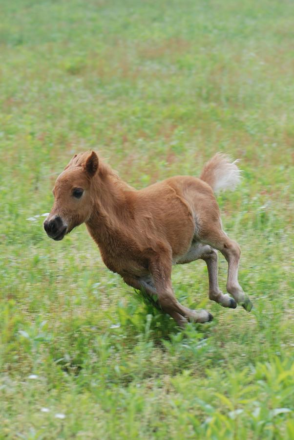 MIniature Horse FIlly Running Photograph by Amy Porter