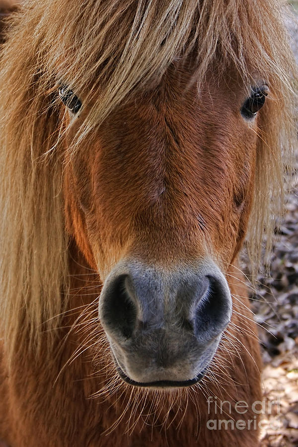 Miniature Horse Portrait Photograph by Olga Hamilton