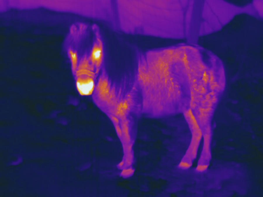 Miniature Horse, Thermogram Photograph by Science Stock Photography