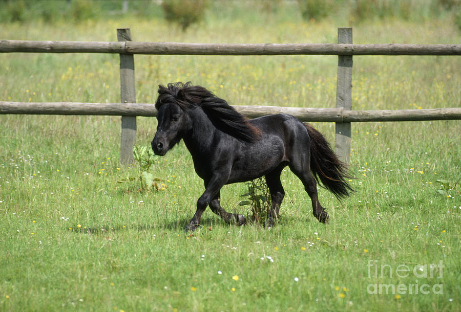Miniature Horse Trotting In Field Photograph by John Daniels